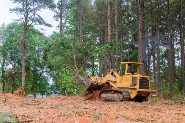Forestry Clearing in Kalispell