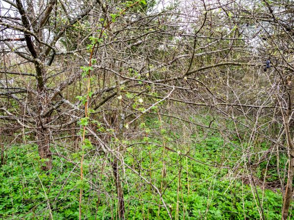 Underbrush Clearing in Kalispell
