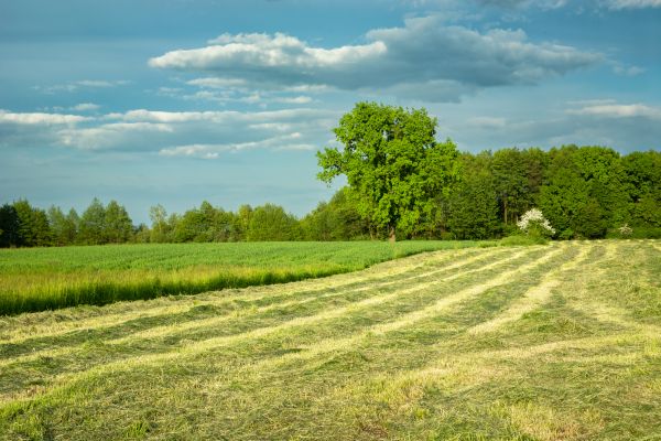Vegetation Removal in Kalispell