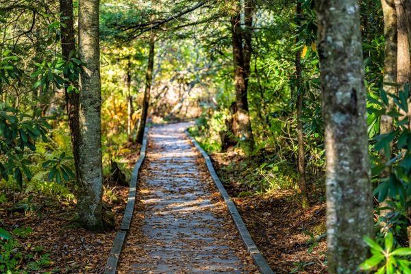 Trail Clearing in Kalispell