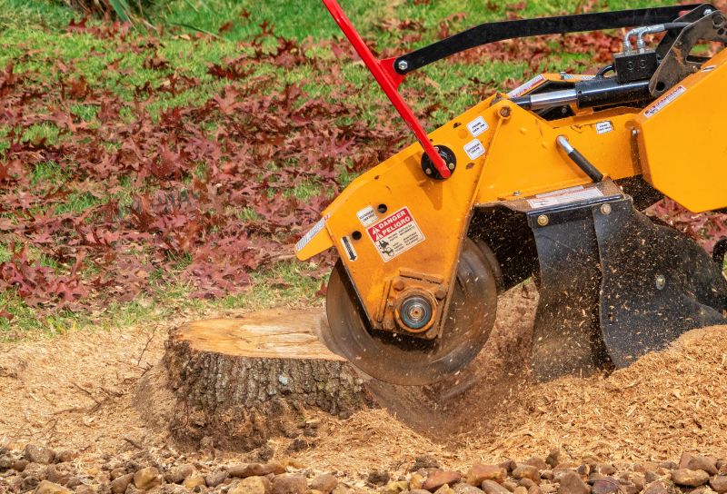 Stump Grinding in Action